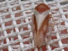 Oncopsis flavidorsum thumbnail 3