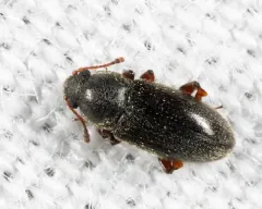 Telmatophilus americanus thumbnail 3