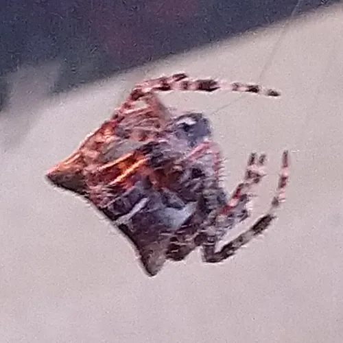 Cat-faced Orbweaver