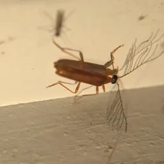 Uniform Fire-coloured Beetle thumbnail 4