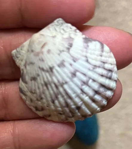 Atlantic Calico Scallop
