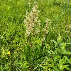 edible valerian thumbnail 2