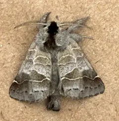 Bruce's Chocolate-tip Moth thumbnail 4