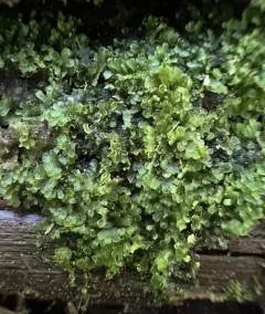 Comb Liverwort thumbnail 4