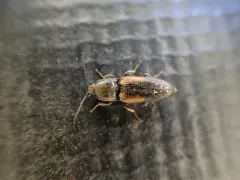 Cardiophorus edwardsi thumbnail 4