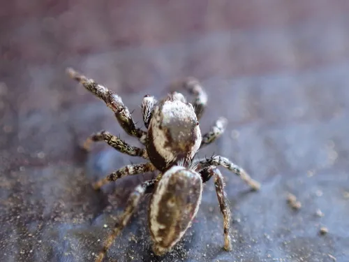 Pelegrina clemata