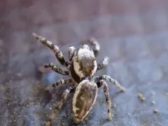 Pelegrina clemata thumbnail 1
