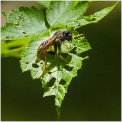 Giant Birch Sawfly thumbnail 3