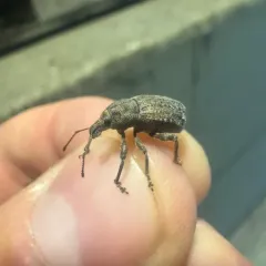 Dyslobus granicollis thumbnail 2