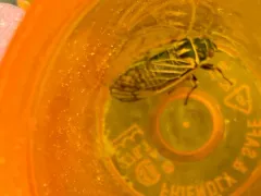 Walking Cicada thumbnail 4