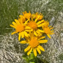 falsegold groundsel thumbnail 4