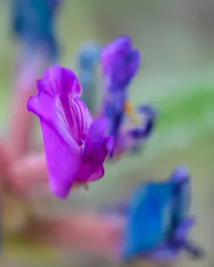 Bent Milkvetch thumbnail 4