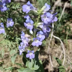 Wasatch Beardtongue thumbnail 4