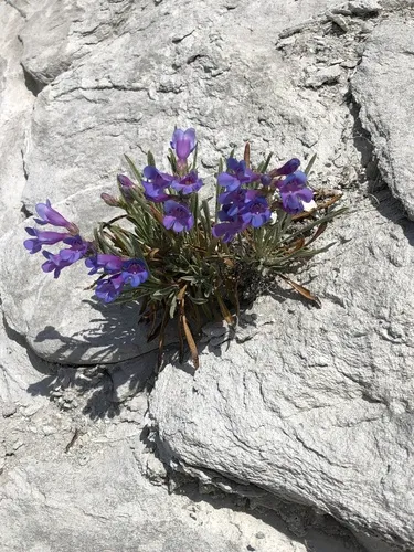 Idaho beardtongue