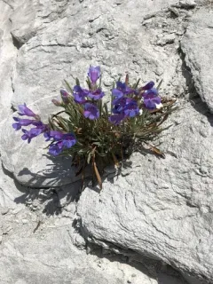 Idaho beardtongue thumbnail 1