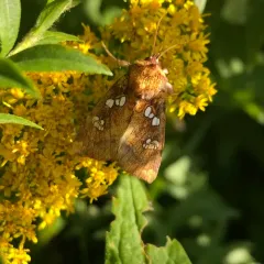 Dogbane Stem Borer Moth thumbnail 2