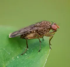 Suillia variegata thumbnail 3