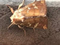 Northwestern Umbel Borer Moth thumbnail 3