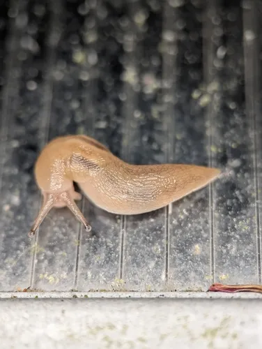 Striped Greenhouse Slug