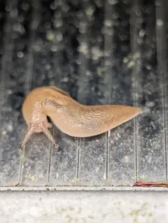 Striped Greenhouse Slug thumbnail 1