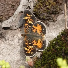 Tawny Crescent thumbnail 4