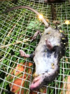 Eastern Water Shrew thumbnail 4