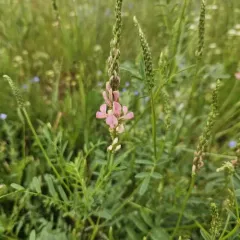 Sainfoin thumbnail 3