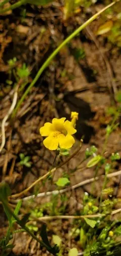Nez Perce Monkeyflower thumbnail 1