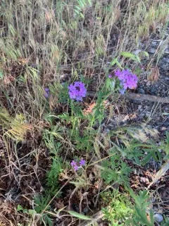 moss verbena thumbnail 3