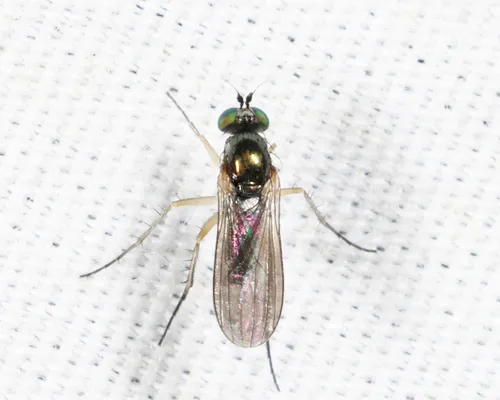 Gymnopternus currani