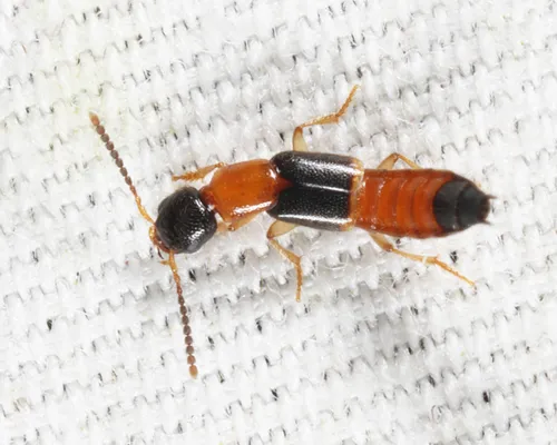 Neobisnius paederoides
