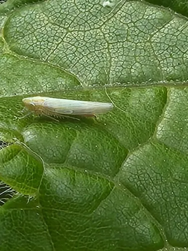 Dikraneura angustata