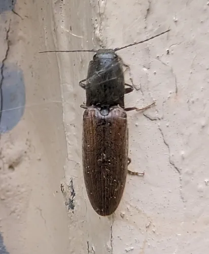 common brown click beetle