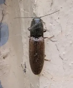 common brown click beetle thumbnail 1