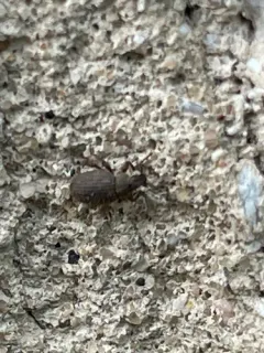 Cathormiocerus spinosus thumbnail 2