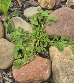 purple amaranth thumbnail 3