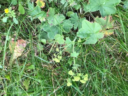 Velvet Lady's-mantle