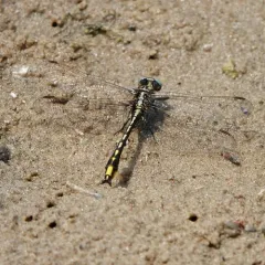Pronghorn Clubtail thumbnail 4