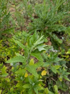 Russian-pigweed thumbnail 2