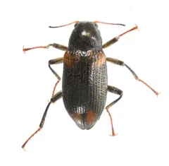 Narpus concolor thumbnail 1