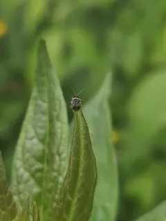 American Bracken Bug thumbnail 3