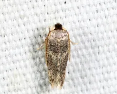 American Chestnut Moth thumbnail 4