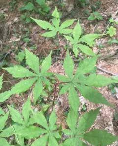 Japanese maple thumbnail 4