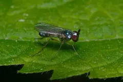 Argyra calcitrans thumbnail 2