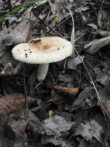 Russula pectinatoides