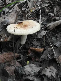 Russula pectinatoides thumbnail 1
