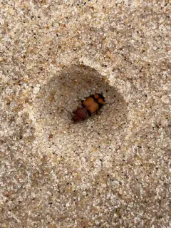 Panagaeus fasciatus thumbnail 4