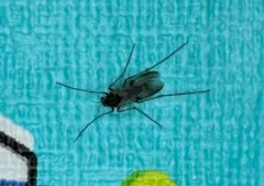 Tanypus vilipennis thumbnail 1