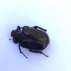 Hermit Flower Beetle thumbnail 2