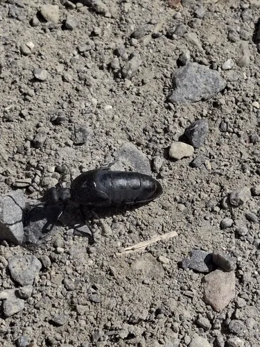 Meloe bitoricollis